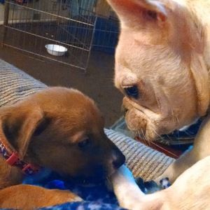 Meet your Posher, Shanae